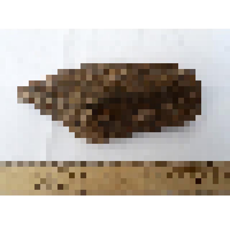 Изолированный верхний правый коренной зуб М3 dex кавказского эласмотерия Elasmotherium caucasicum