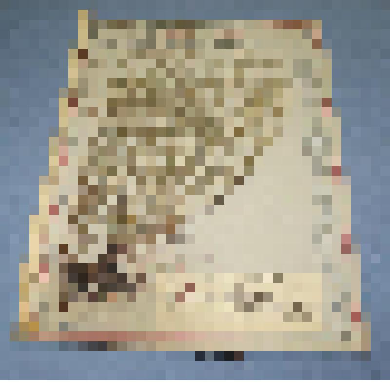 Ботаническая коллекция. Лапчатка просторная,  на гербарном листе, Абаканский пединститут, садик, южная сторона. Rosaceae  patentilla Supina