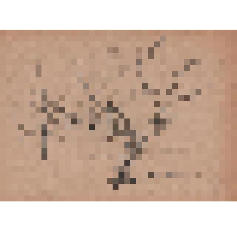 Рисунок. У Гончаровых в саду. Яблоньки