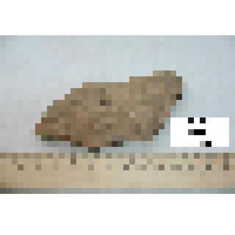 Фрагмент стенки сосуда