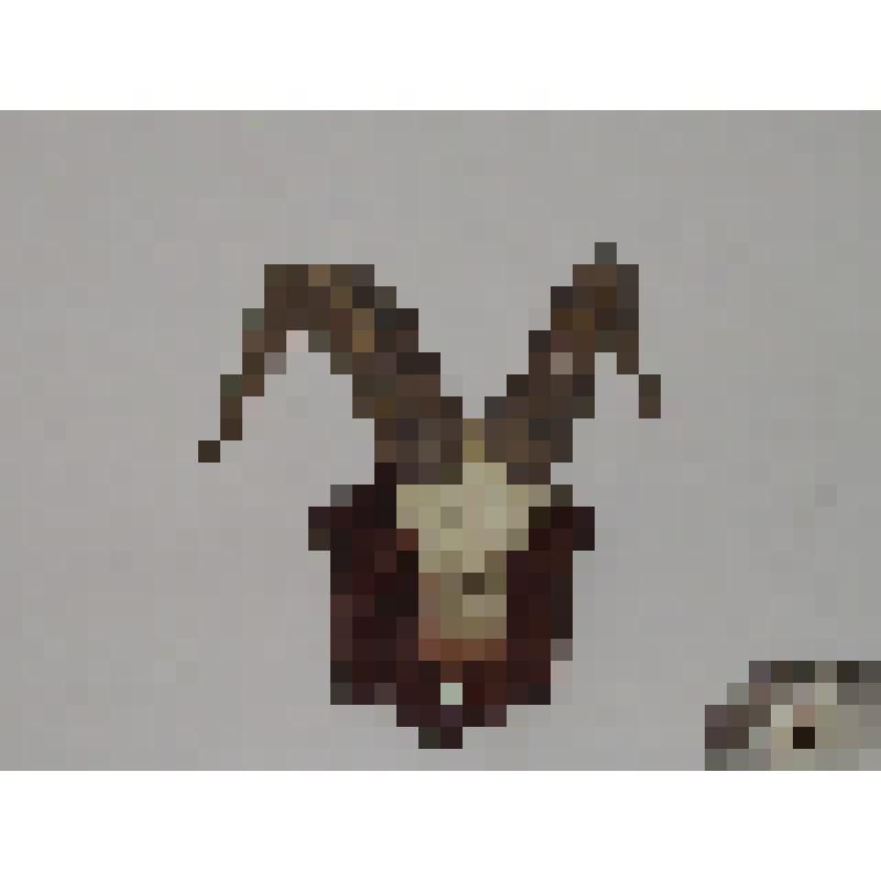 Баран снежный. Толсторог