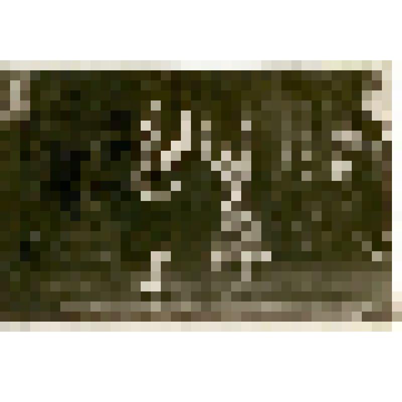 Фотография. Филиппова Евгения Ивановна с партнером. «Кармен»: танец «Фарандола»