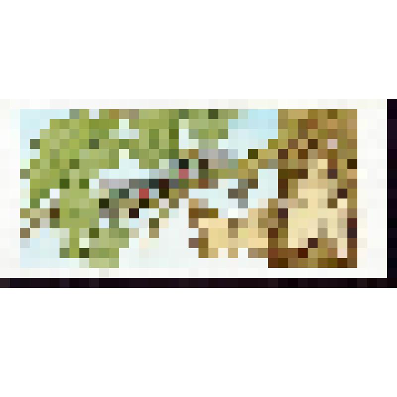 Непарный шелкопряд и её гусеница (с.5, низ)