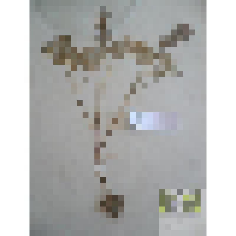 Хохлатка Галлера (Corydalis alleri Willd.)