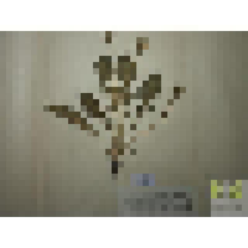 Одуванчик лекарственный (Taraxacm officinale Web. ex Wigg.)