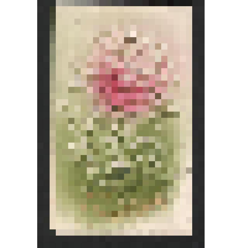 Поздравление  Тани Н. Ларочке , дочери Богомоловой З.А., с началом учебного года