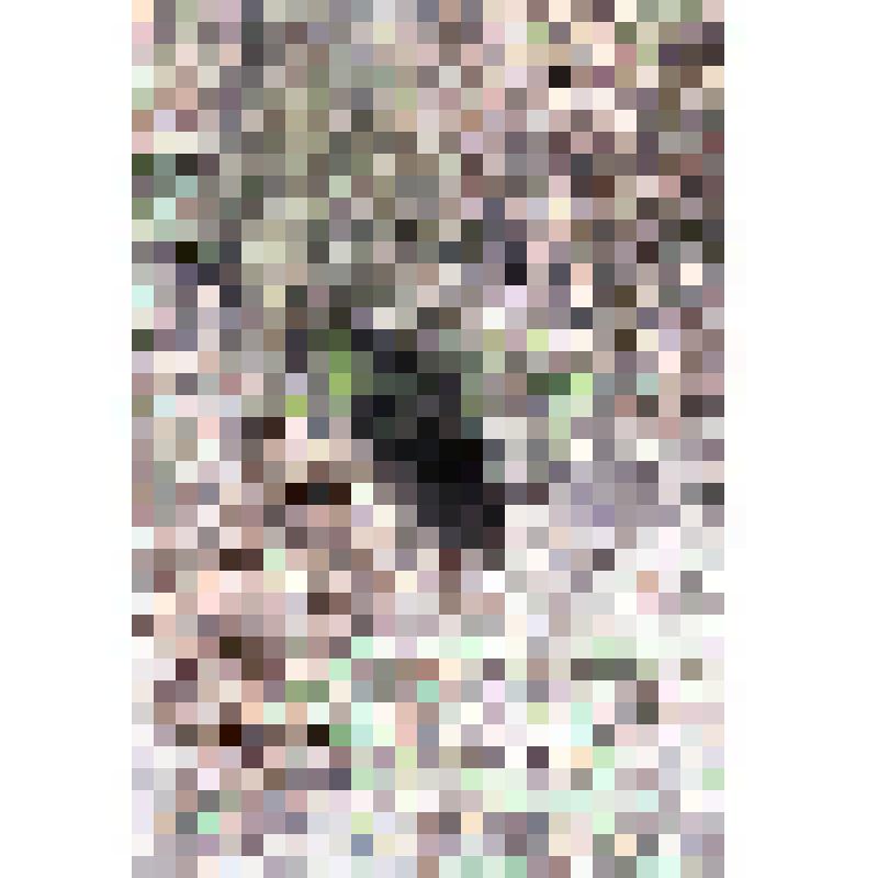 Негатив. Нора барсука