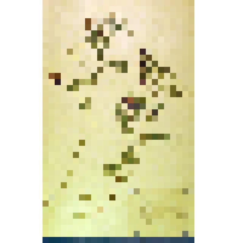 Лист гербарный. Горошек многостебельный (Vicia multicaulis)