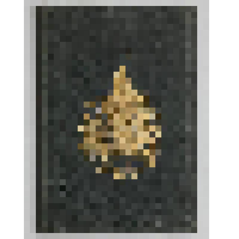 книга. Игорь, князь Северский, поэма