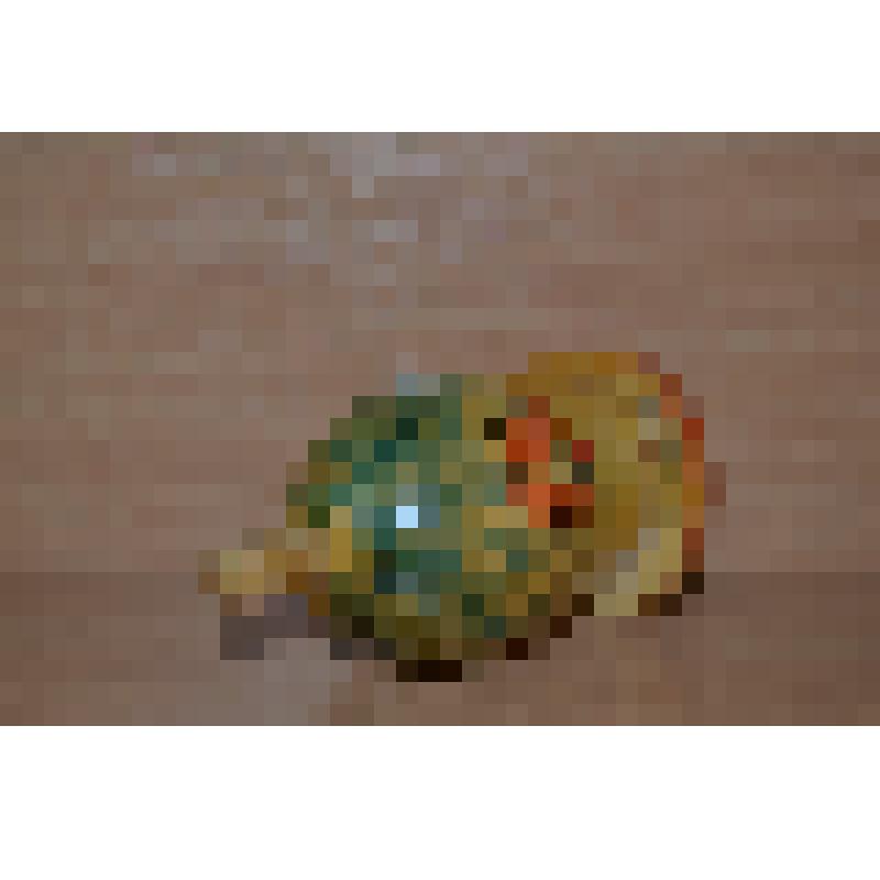 Гриб (2-ой из 6-ти)