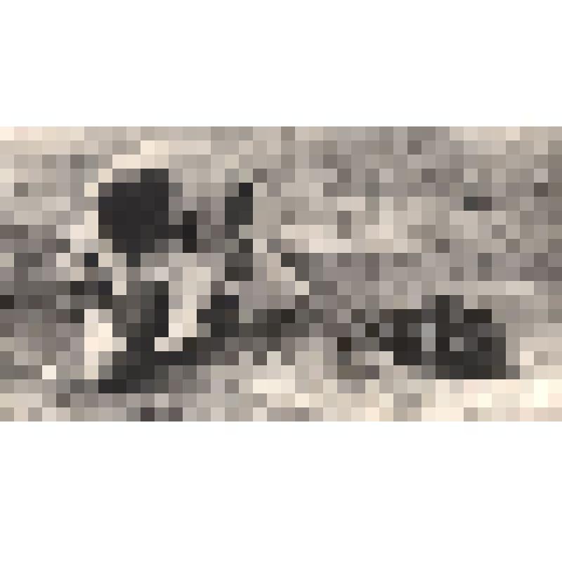 Фото. Собака-щенок (из коллекции Раневской Ф.Г.)