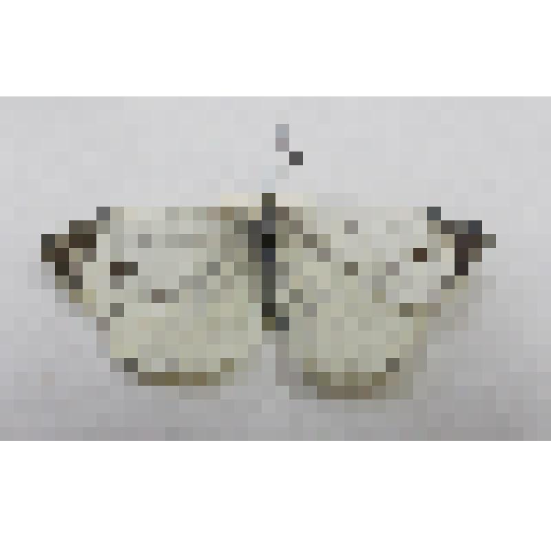 Бабочка семейства "Белянки"(Pieridae) "Белянка горная (Pieris bryoniae, Hubner, 1806)"