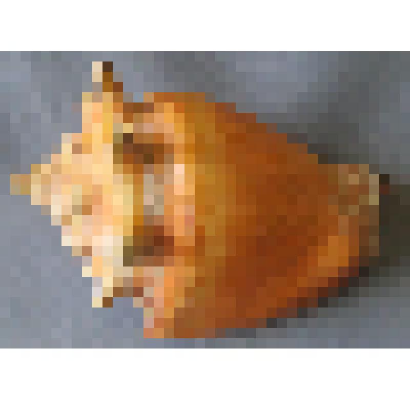 Стромбус пигулис - морская раковина. Семейство: Strombida. Класс: брюхоногие