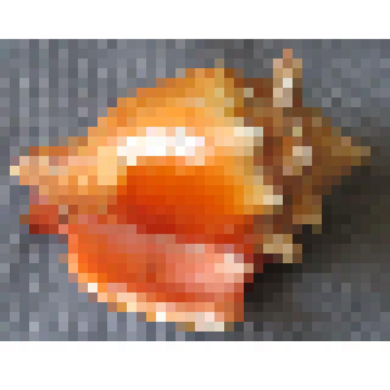 Стромбус пигулис - морская раковина. Семейство: Strombida. Класс: брюхоногие