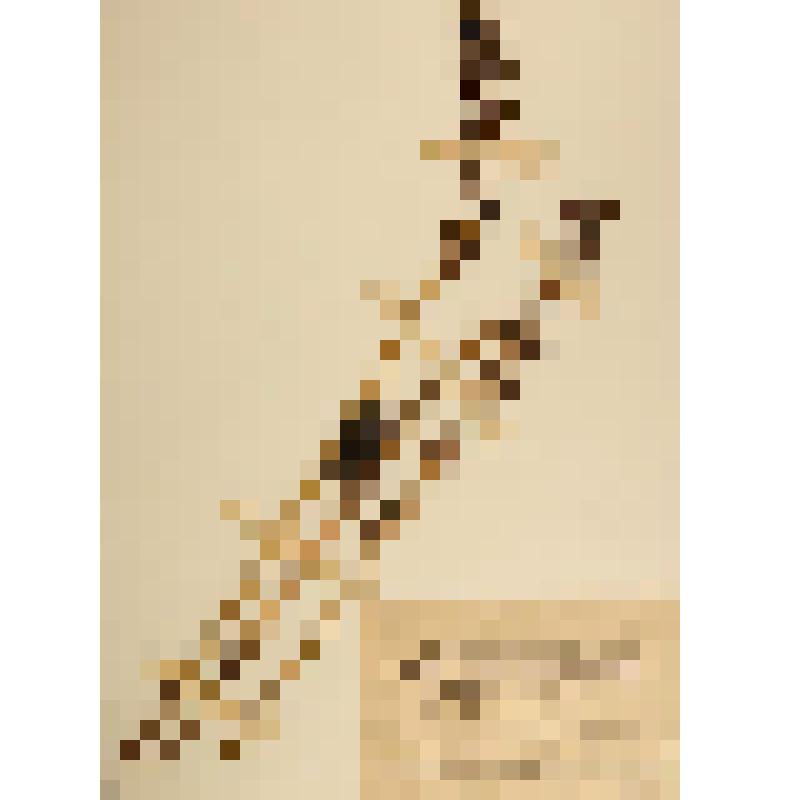 Гербарий. Пузатка высокая. Gastrodia elata