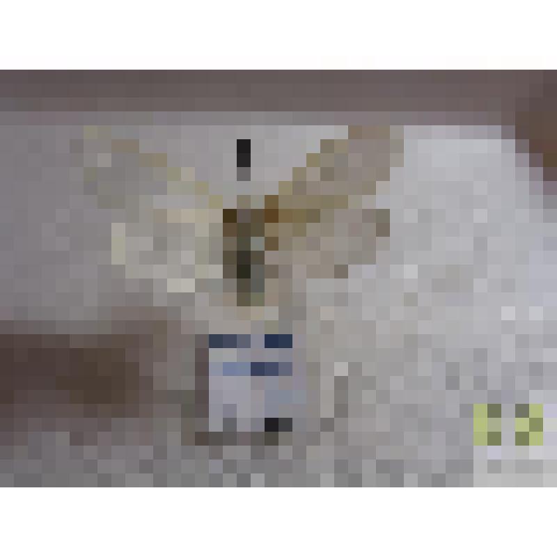 Волнянка ивовая (Leucoma salicis L.)