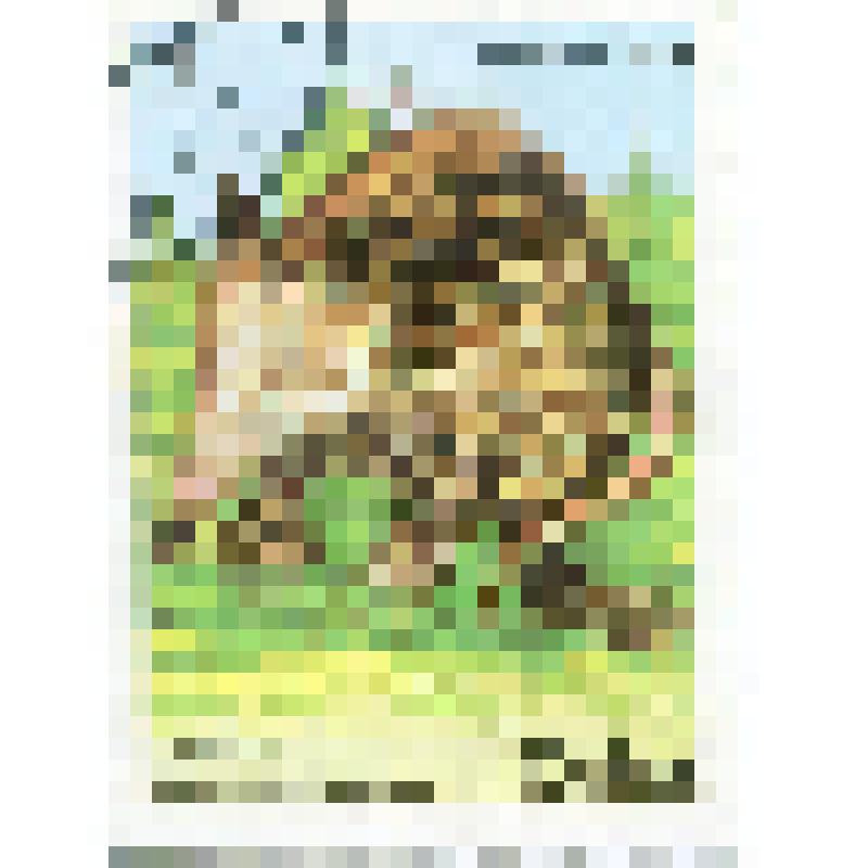 Марка почтовая. Животное щелезуб кубинский или такуахе (Solenodon cubanus). Номинал 2 кубинских сентаво