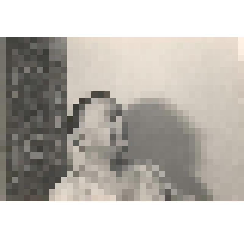 Фотография. Шаляпин Борис Фёдорович, художник, сын великого русского певца Ф. И. Шаляпина