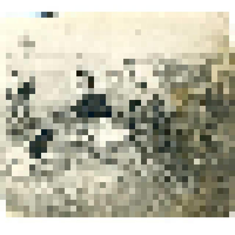 Участники экспедиции Спицин, Каргаполов и Королев за разделкой туши олененка. Фотография