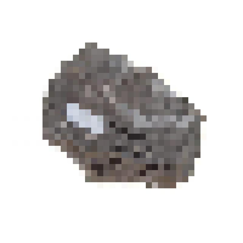 Брахиопода. Brachiopoda. Порода с окаменелостями