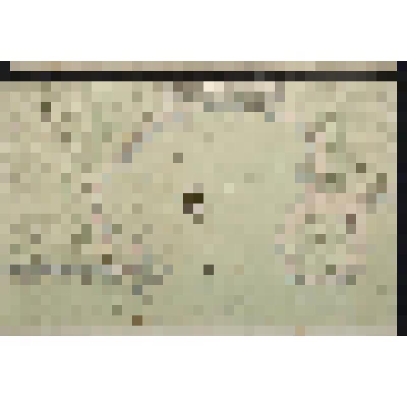 Сборный атлас рукописных карт XVIII в. Карта берегу при Коивес кирке и деревне Ахтиала в Березовых островах, где галерный флот, от Кронштадта 60 верст первую ставку имел мая 9 и 10 числа 1743 года