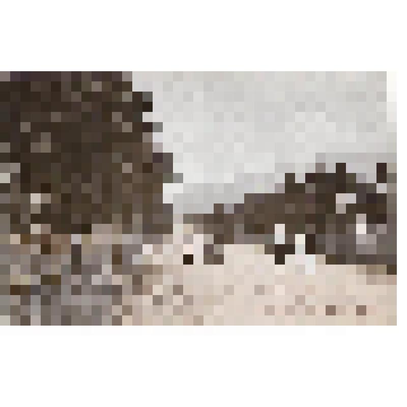 Открытка. "№ 4. Улицы Тоёхара. Дорога к храму Карафуто дзиндзя". Из комплекта: Коллекция японских открыток. /Карафутское почтовое управление