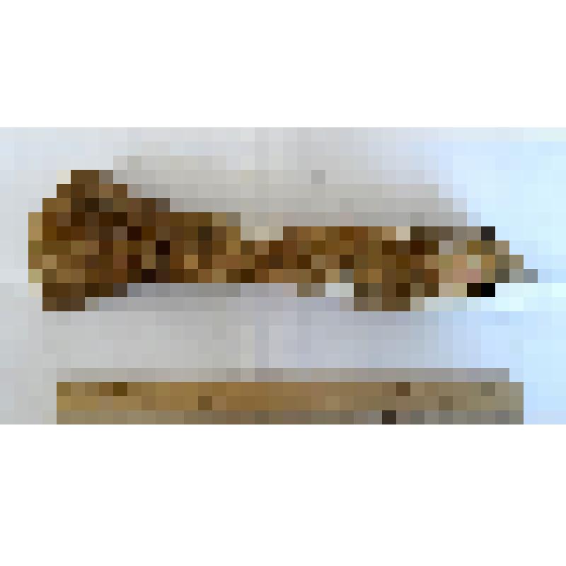 Обломок правой лучевой кости radius dex таманского слона Archidiskodon meridionalis tamanensis