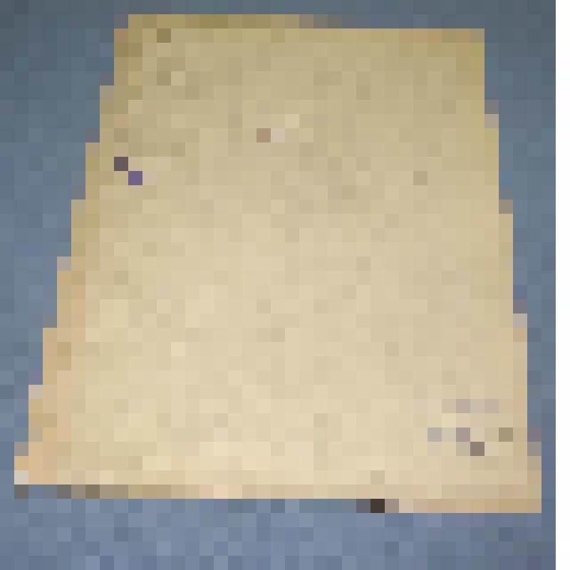 Ботаническая коллекция. Рогоз тонколистный, семейство рогозовые, на гербарном листе, город Абакан