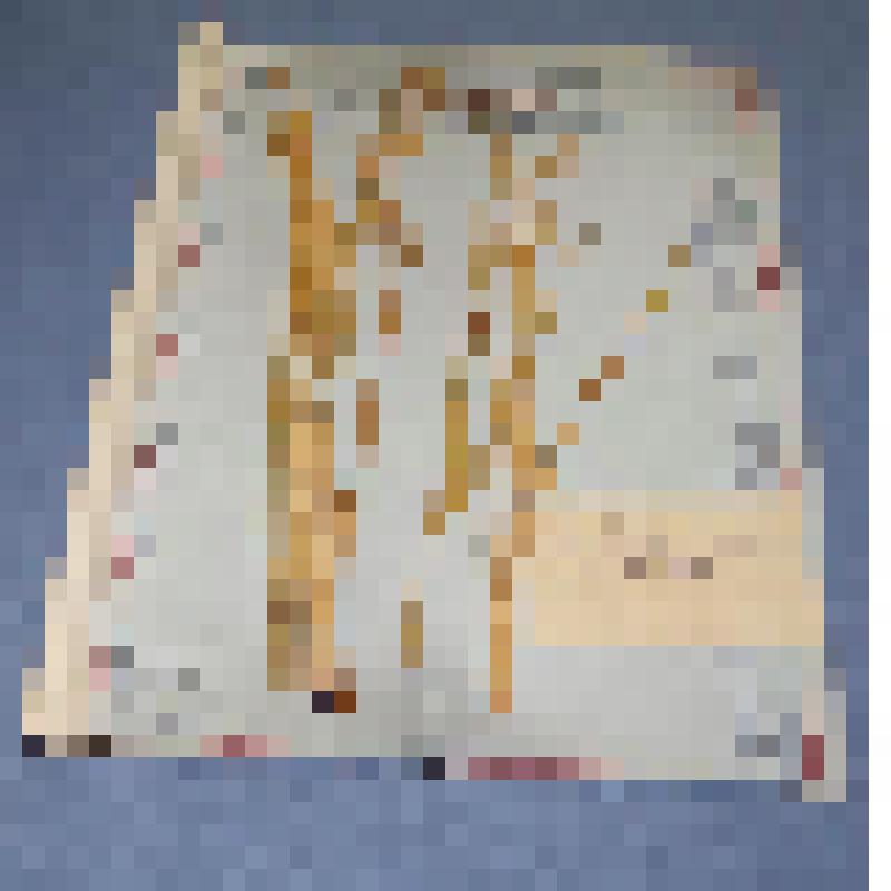 Ботаническая коллекция. Рогоз тонколистный, семейство рогозовые, на гербарном листе, город Абакан