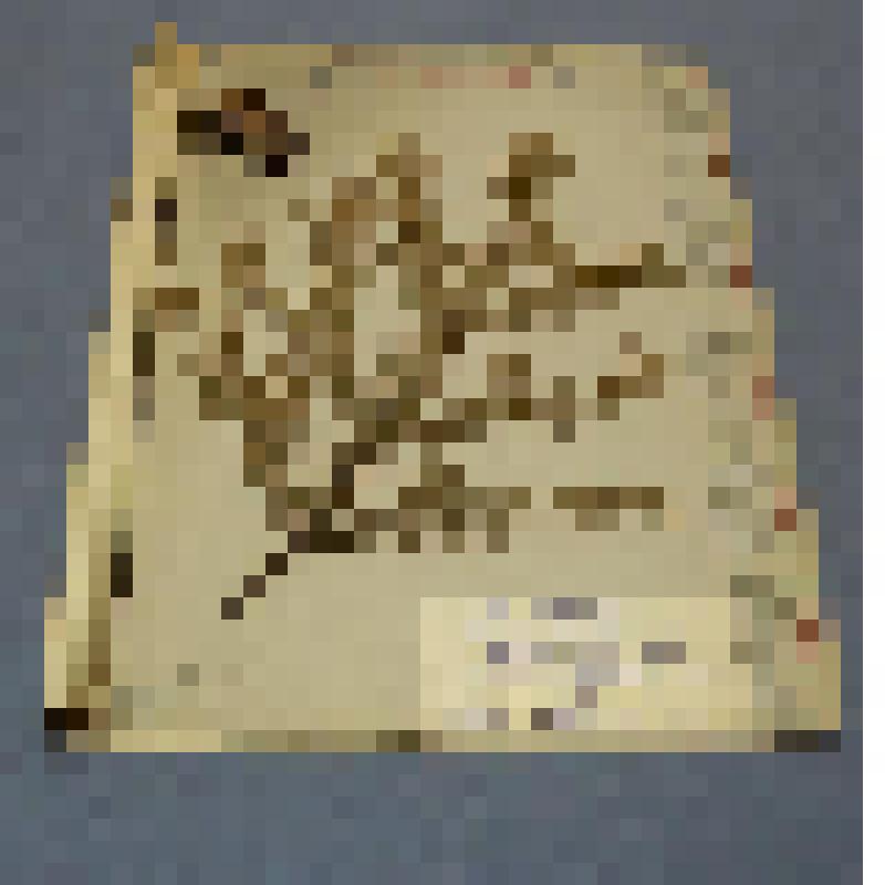 Ботаническая коллекция. Пихта сибирская, на гербарном листе, Красноярский край, Ермаковский район, окрестности станции Кулумыс. Cем. Pinaceae Abies sebirica  Z