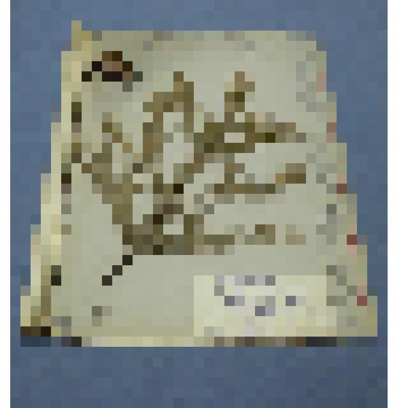 Ботаническая коллекция. Пихта сибирская, на гербарном листе, Красноярский край, Ермаковский район, окрестности станции Кулумыс. Cем. Pinaceae Abies sebirica  Z