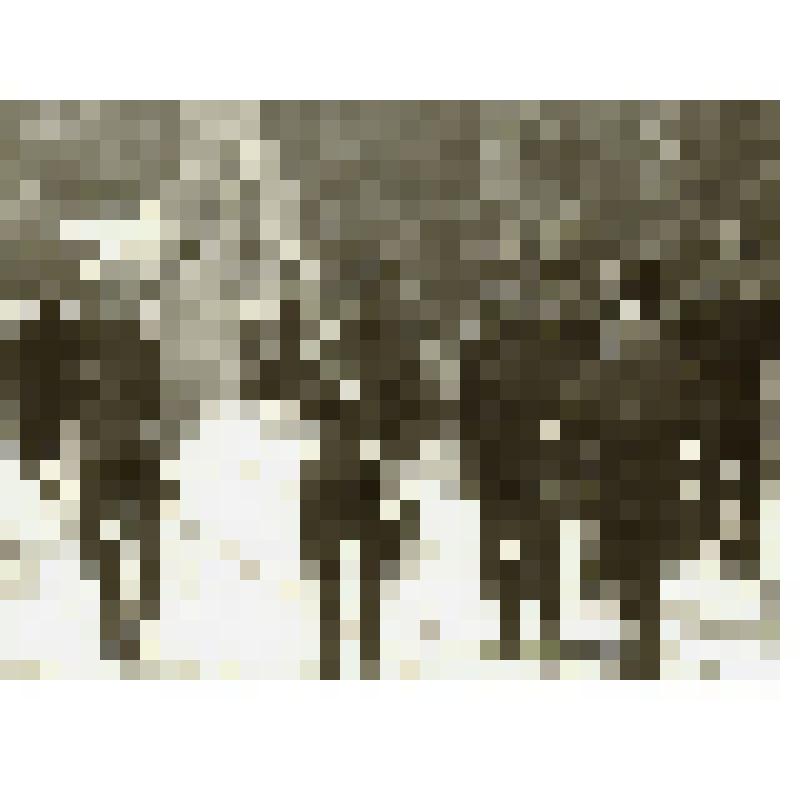 Фотография ч/б. Группа казаков со знаменем шествует на заседание I Большого круга казаков. г.Ставрополь, 1990 г. Автор: Дейнека В.Р