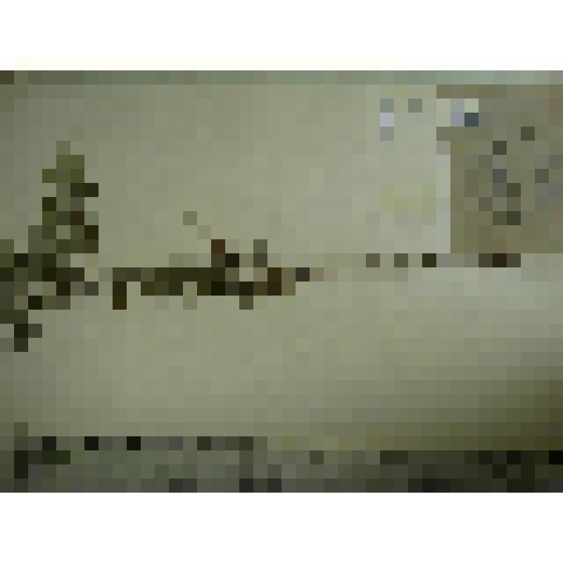 Гербарий. Малина сахалинская, гербария М.И.Губельмана