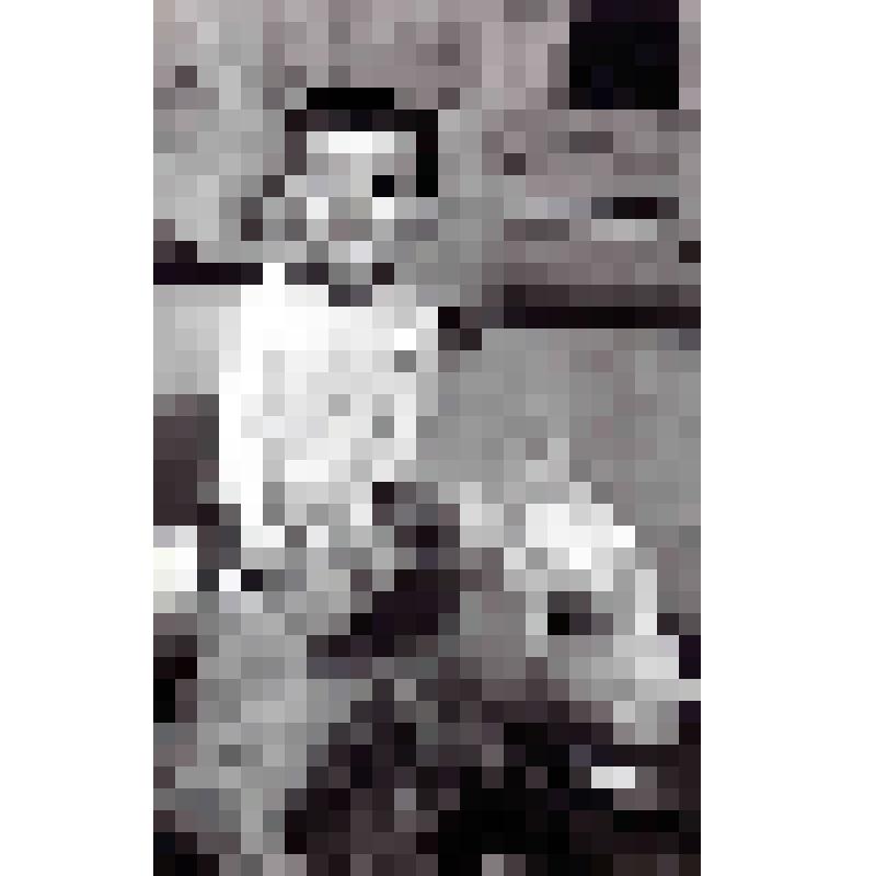 Фото. Девочка с теленком