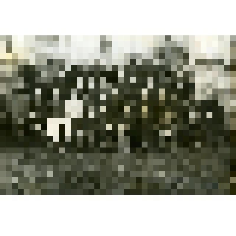 Фото (групповое). Слушатели 5-дневного курса секретарей первичных парторганизаций в Дюртюлинском РК ВКП(б)