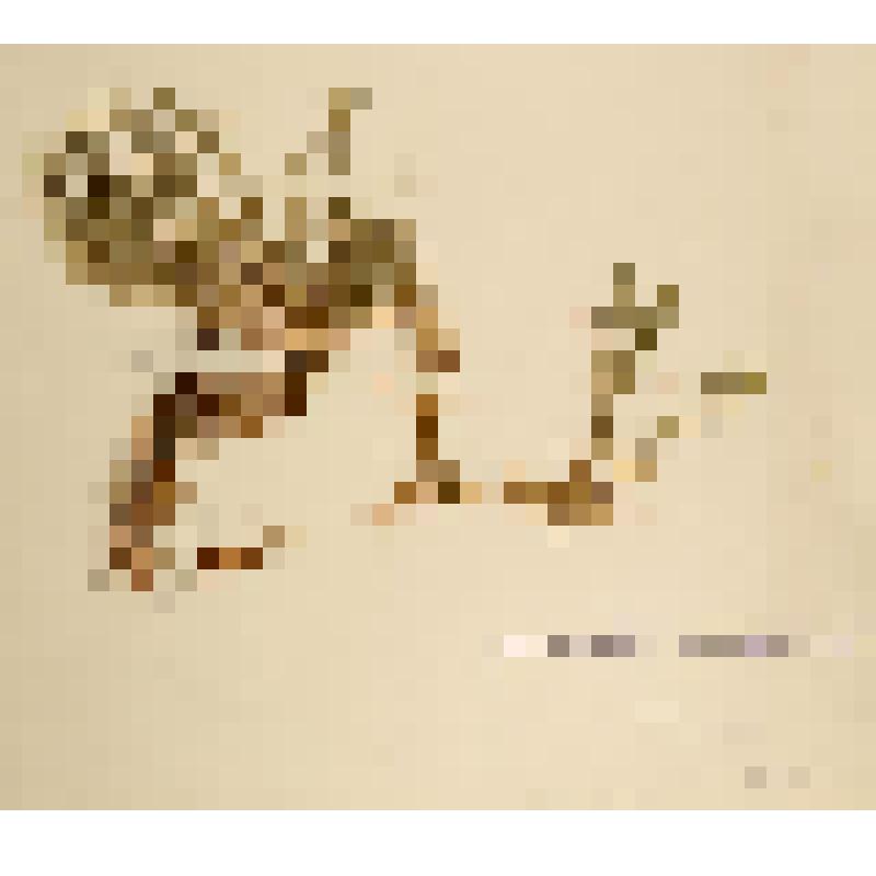 Гербарий. Плаун пильчатый. Lycopodium serratum