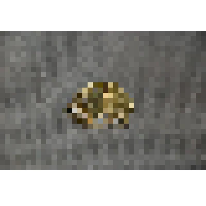 Знак нагрудный: Отличник ВВС