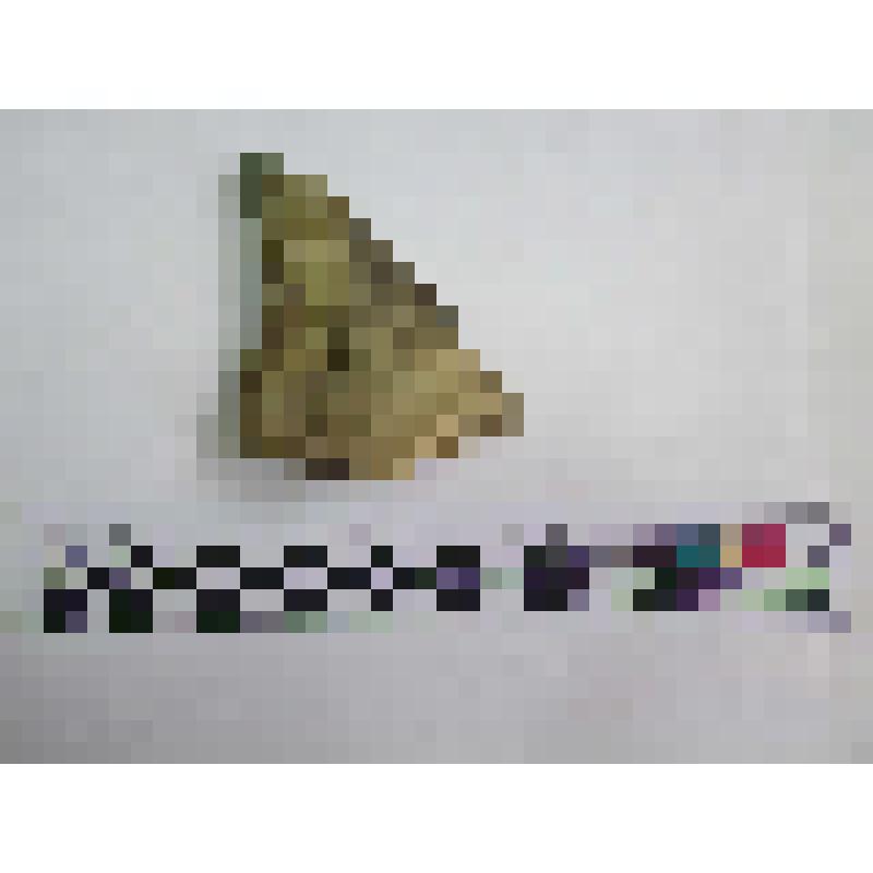 Фрагмент горла амфоры типа D с клеймом