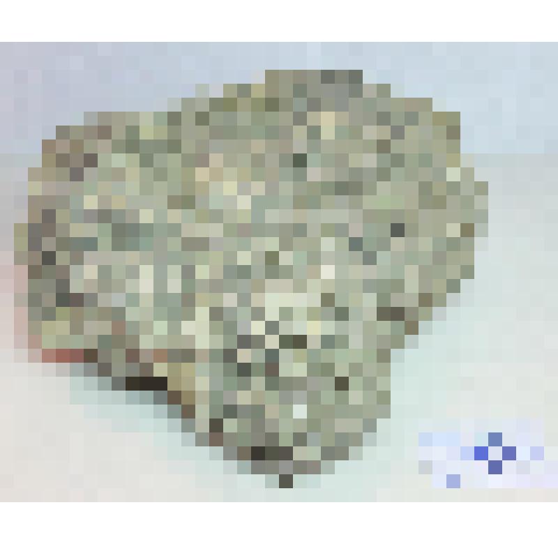 Коралл колониальный ископаемый Stylina sp