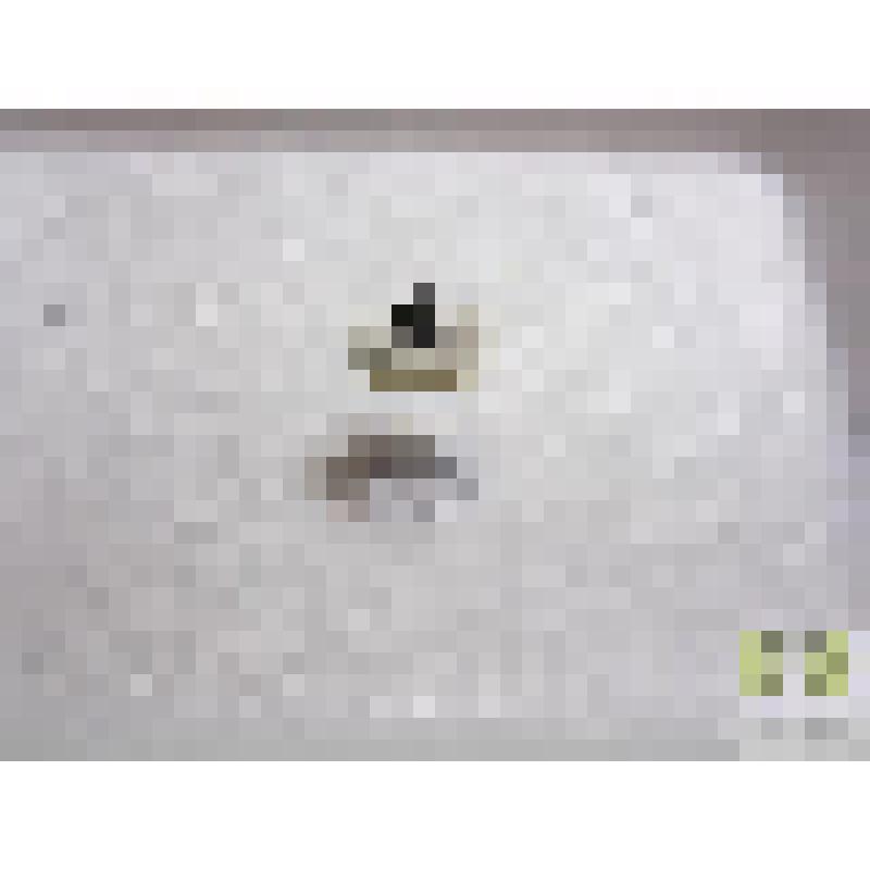 Тускляк береговой (Amara littorea Thoms.)