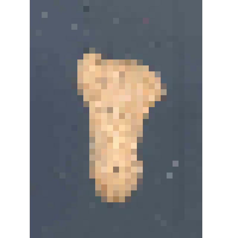 Кость (фаланга)