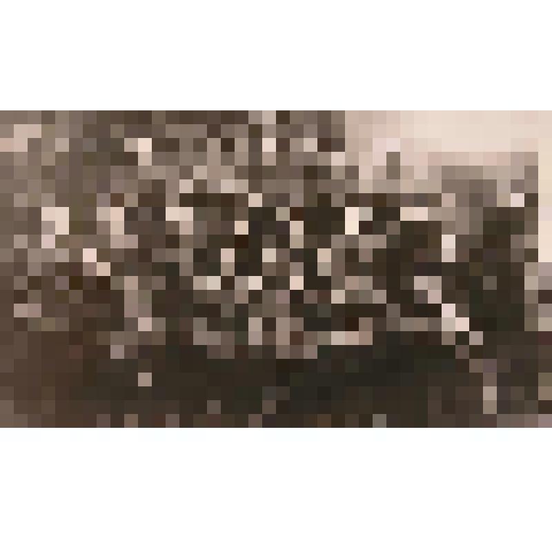 Фотография. Выступление агитбригады Угличского Дома культуры