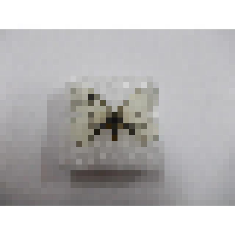 Бабочка семейства Papilionidae "Парусник мнемозина ( Parnassius mnemosyne, Linnaeus, 1758)"