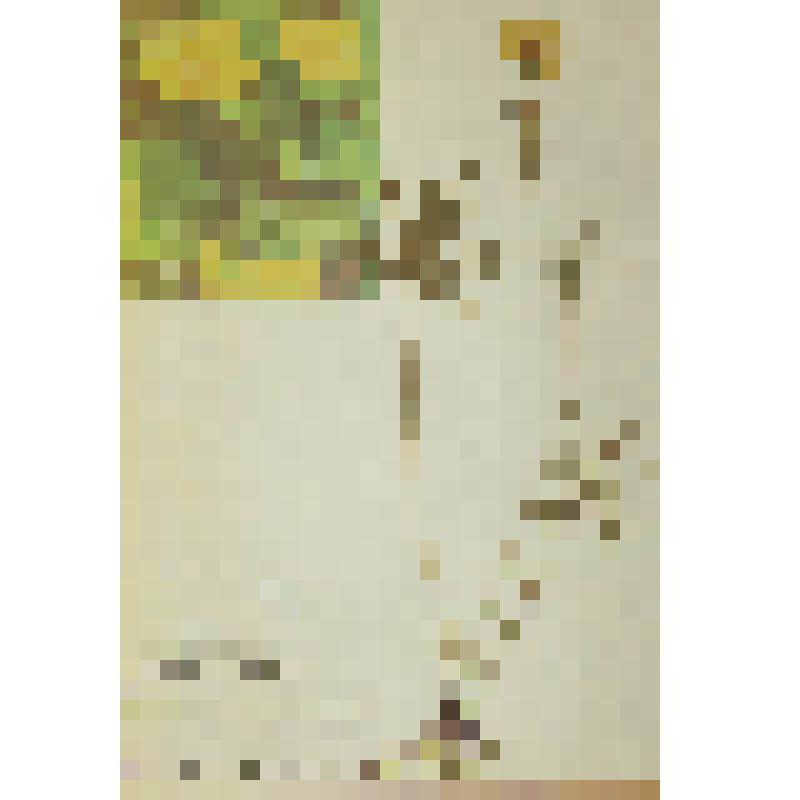 Лютик едкий Ranunculus acris L