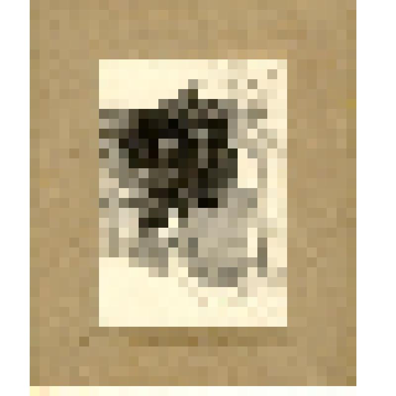 Фотография. Дом № 15 по ул. Н.Архангельской после пожара 22 апреля 1929. Вид со двора