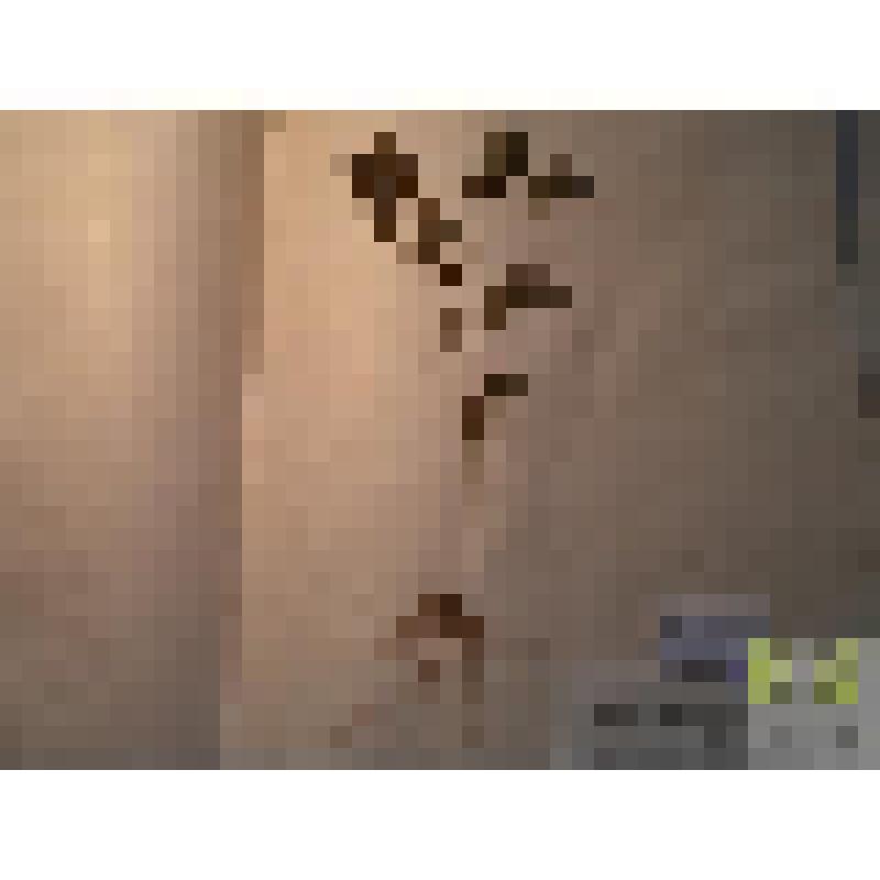 Перец однолетний (Capsicum annuum L.)