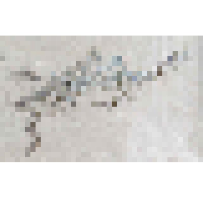 Пахучкаобыкновенная –Calamintha vulgaris J