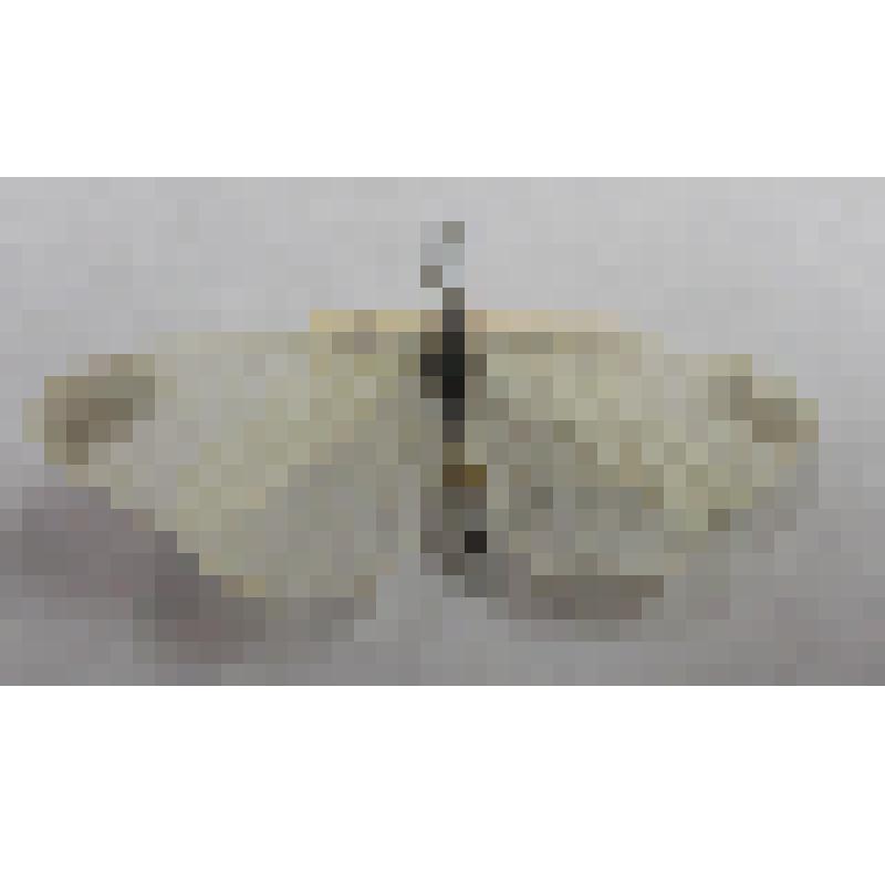 Бабочка семейства  Белянки (Pieridae) "Беляночка горошковая ( Leptidea sinapis, Linnaeus, 1758)"