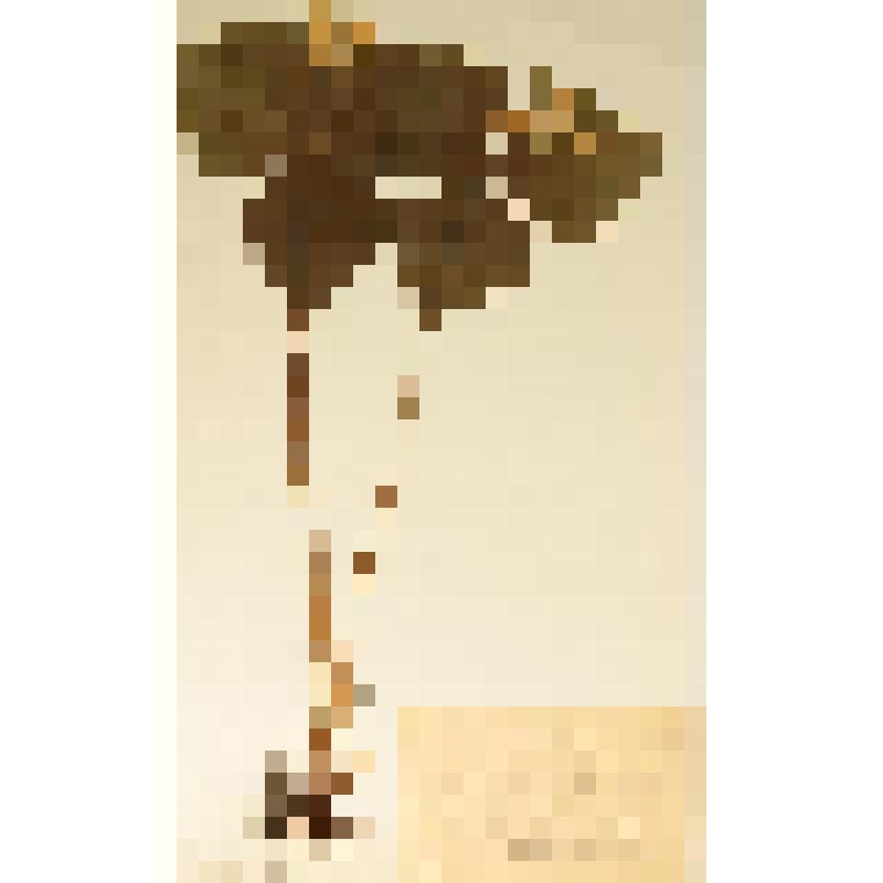 Гербарий. Триллиум камчатский. Trillium camtschatcense