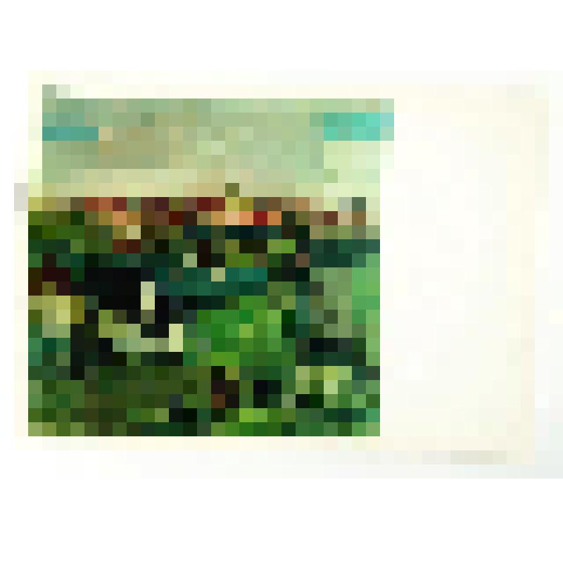 Комплект открыток. "BELGIAN PAINTING 20 th century " (Бельгийская живопись ХХ века)